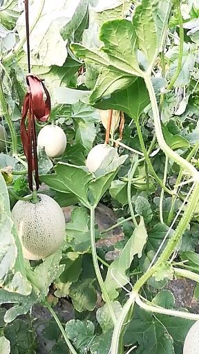 博兴县网纹蜜瓜 网纹瓜，便宜了，要的速联系我