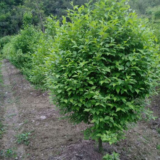 商城县日本雪铃树，珍稀新品种，香花景观大树！