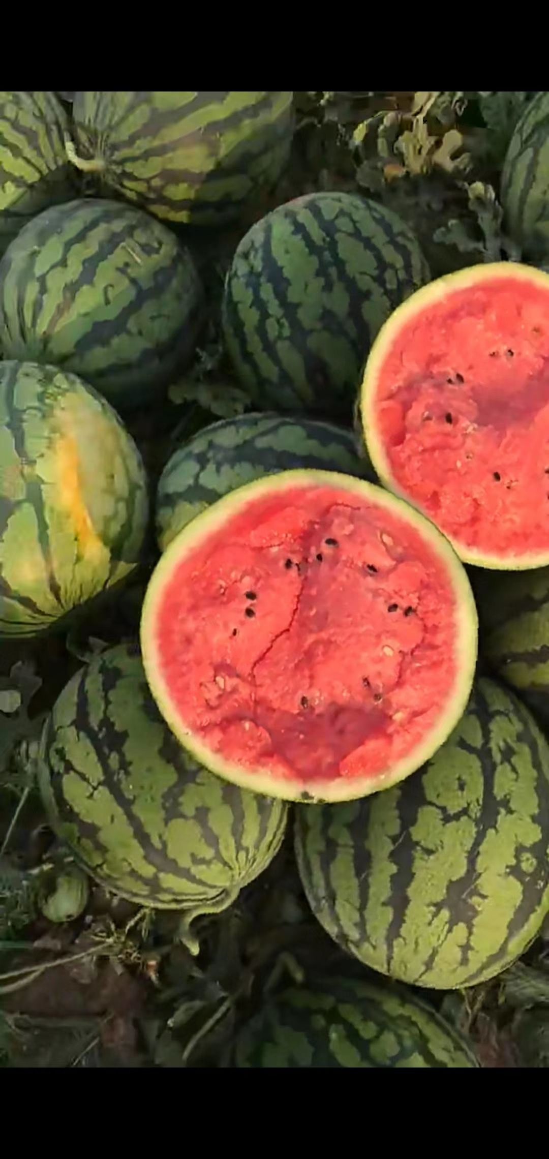 蒲城西瓜以上市,需要的联系