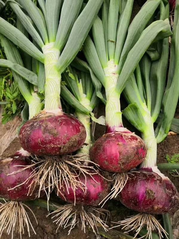  洋葱紫、红、黄发全国市场