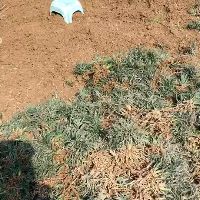 马尼拉草皮、马尼拉草皮价格、马尼拉草卷价格、马尼拉草现在价格