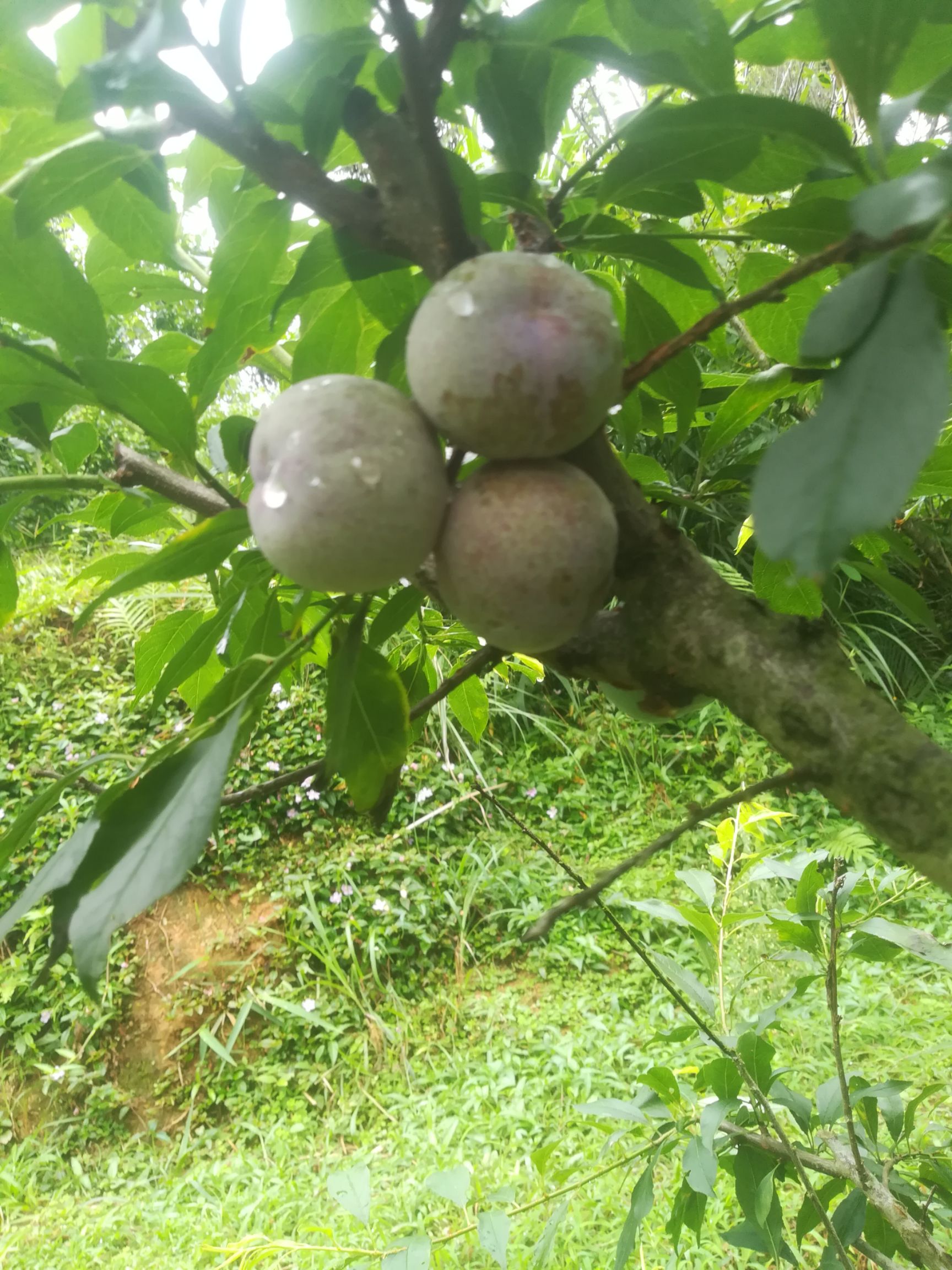 信宜茶山長壽之鄉三華李