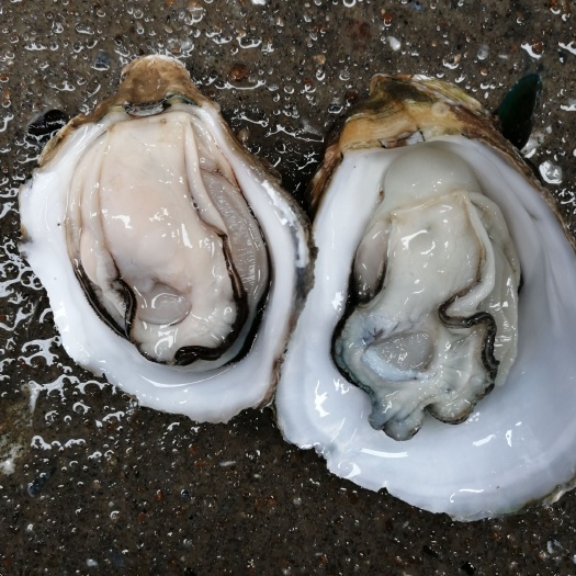 佛山湛江牡蠣 湛江生蠔扇貝批發(fā)