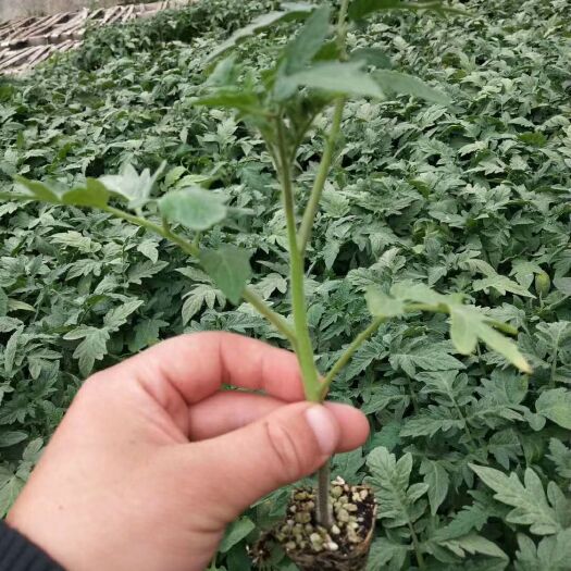 寿光市西红柿苗，大粉大红小红小粉草莓柿子口感柿子