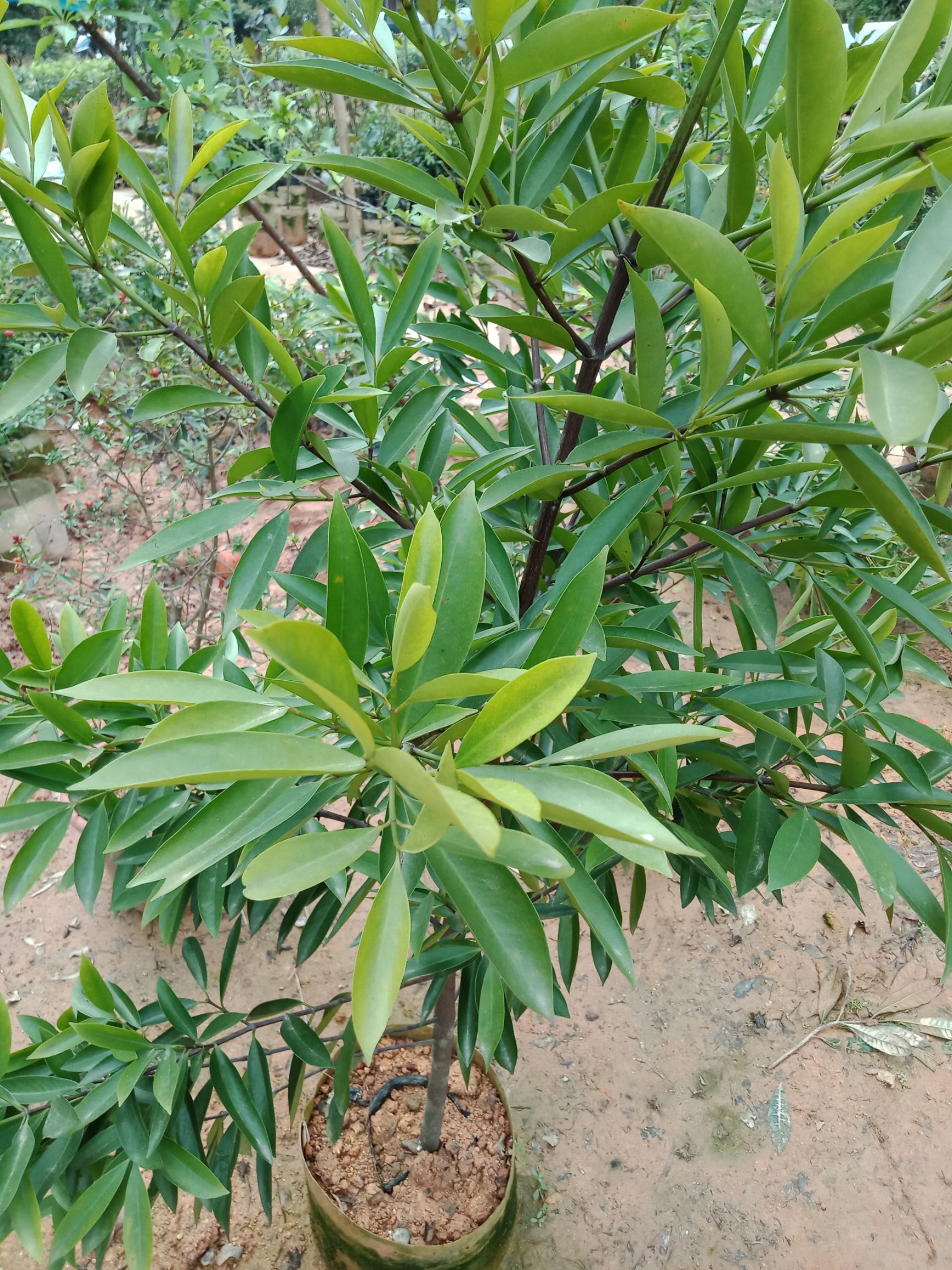 山竹树苗 岭南山竹苗正品嫁接苗 45.00 元/株