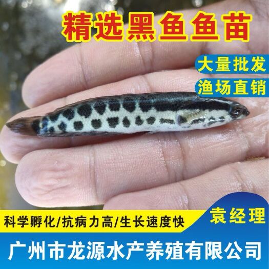 广州 黑鱼苗批发乌鱼苗批发