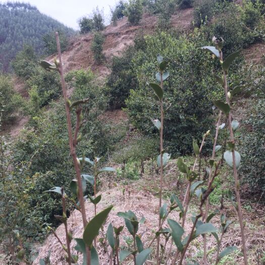上林县现榨山茶油