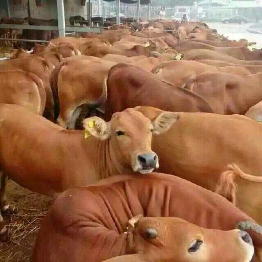 郓城县 改良肉牛