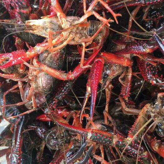 南县 湖南小龙虾