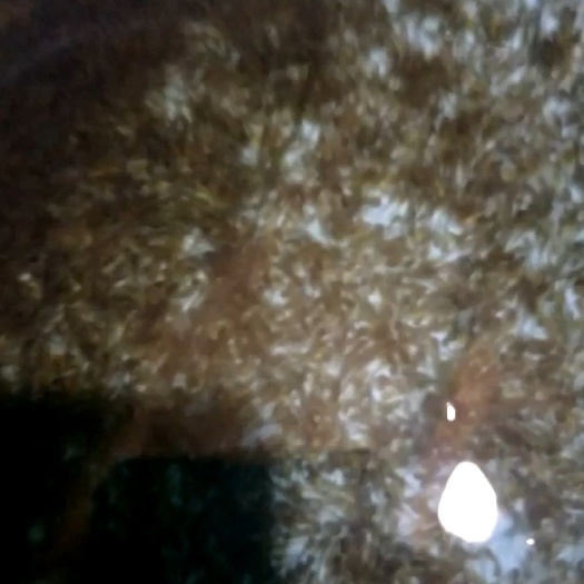 眉山沟鲶鱼苗 沟鲶水花
