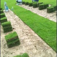 郴州马尼拉草卷、马尼拉草卷价格