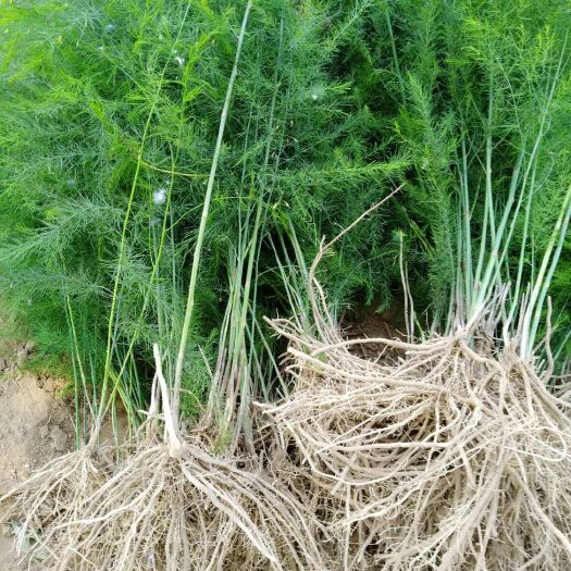 济南芦笋种根四季种植多年生基地大田绿芦笋苗芦笋种子紫芦笋种子