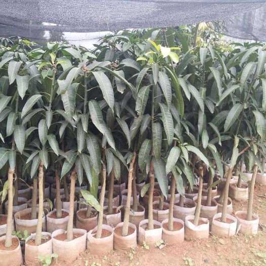 灵山县金煌芒果苗 芒果大苗带土球发货
