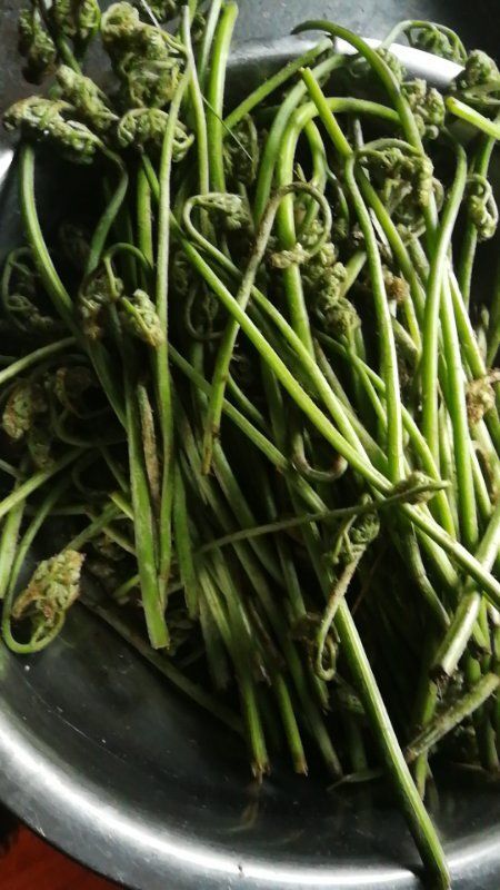 若尔盖县 野生蕨菜