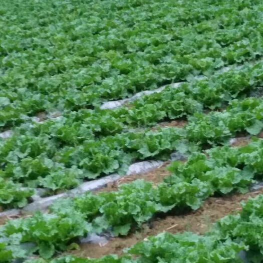镇宁县 正宗麻叶菜现有4亩菜待售