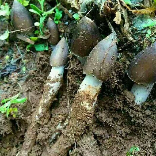 广州荔枝菌 鲜货 野生