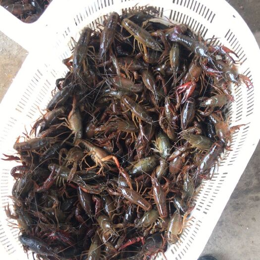 荆州 中青小龙虾456，底板干净