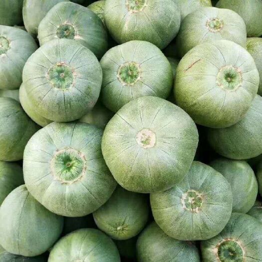 新乐市 甜瓜大量供应  品种多 脆甜可口  皮色光滑