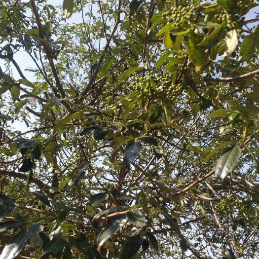 个旧市青花椒 云南省红河哈尼族彝族自治州个旧市 一级 干花椒