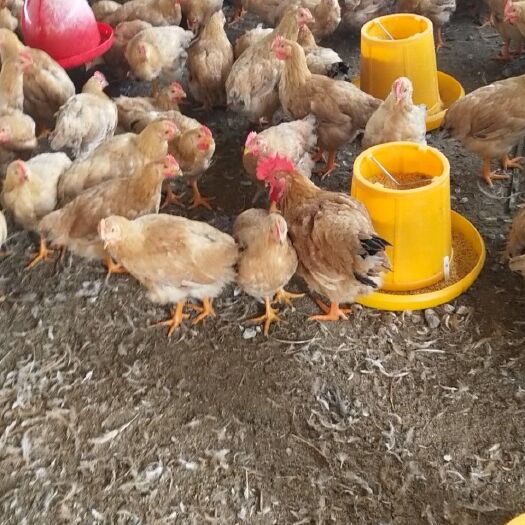 如东县 4一5个月的青脚公鸡，全天然饲料(玉米、小麦、豆柏)