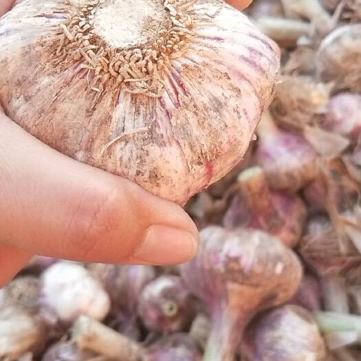 柘城县 大量供应鲜，干大蒜。