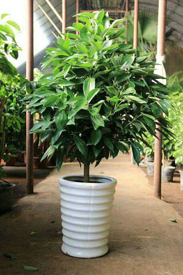 平安树盆栽 平安树幸福树大型盆栽绿植花卉四季常青室内客厅办公室