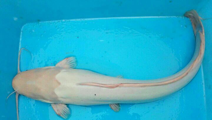 金丝鲶鱼苗 金丝鲶苗 提供养殖技术 可送货上门 货到付款