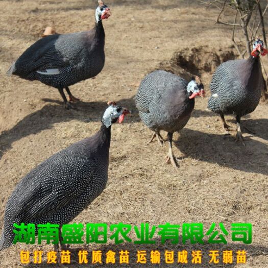衡阳珍珠鸡苗  厂家直销珍珠鸡苗珍禽放养鸡苗林下散养鸡苗虫子鸡苗