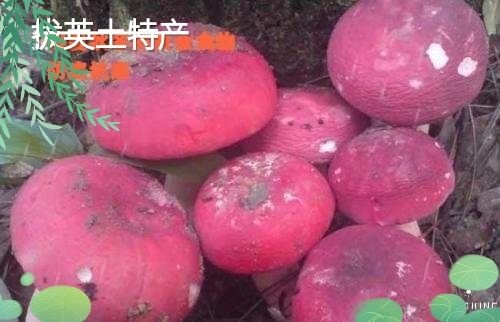 瑞金市土蜂蜜 赣州瑞金拔英土特产