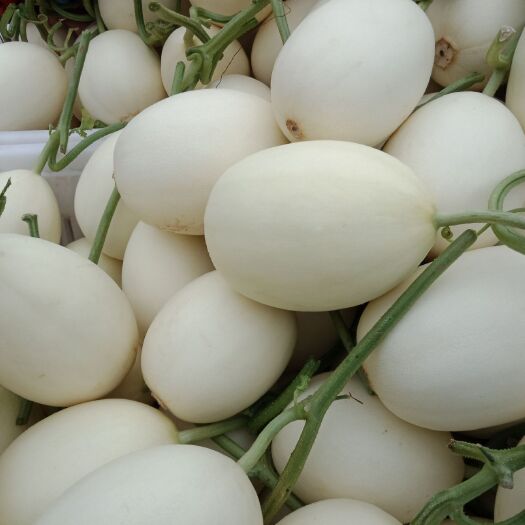 天蜜脆梨甜瓜 大棚种植绿色无公害瓜果