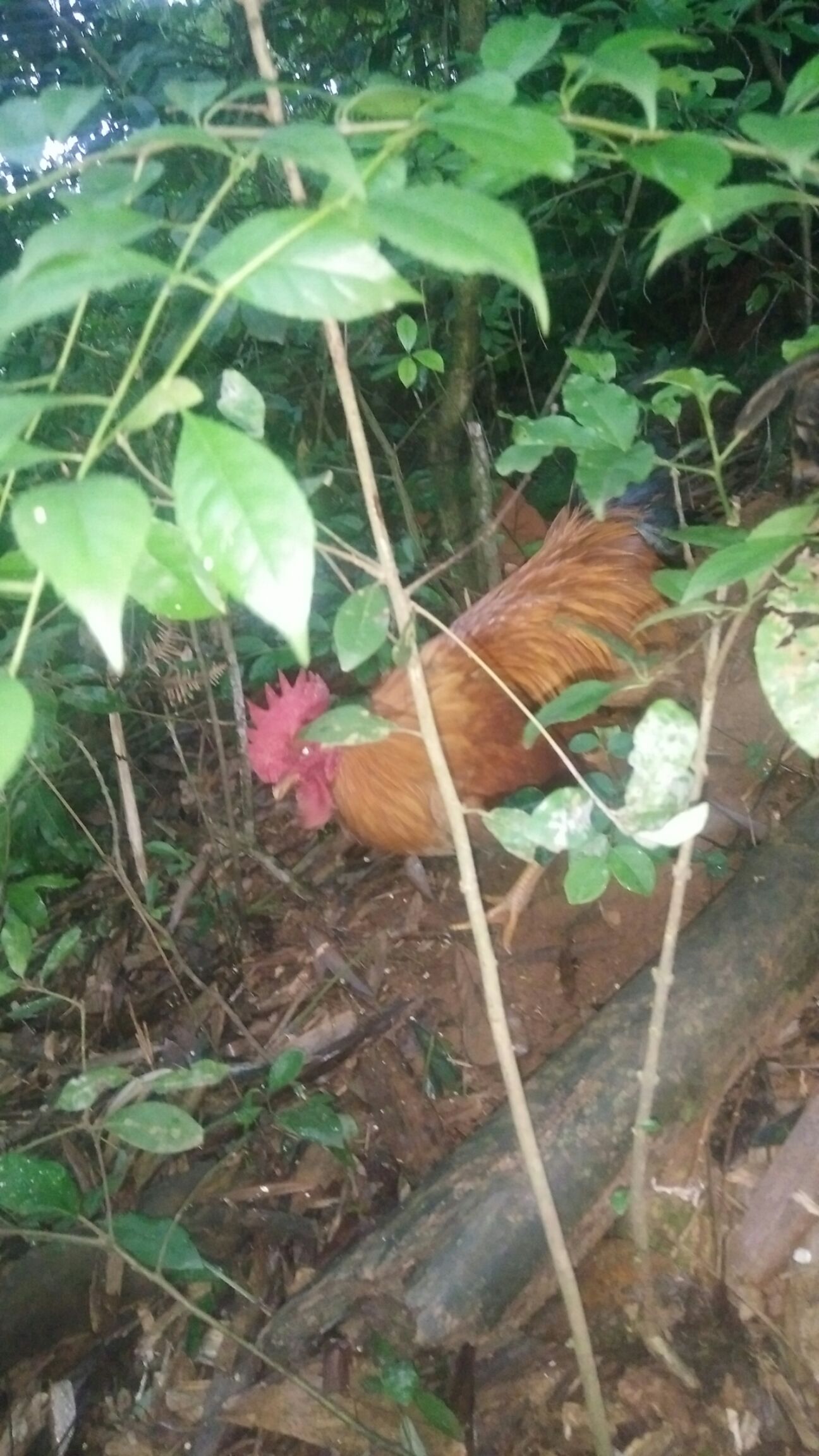  全喂玉米乡下老林放养，10个多月的土鸡