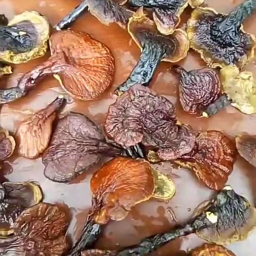 拉萨 西藏灵芝