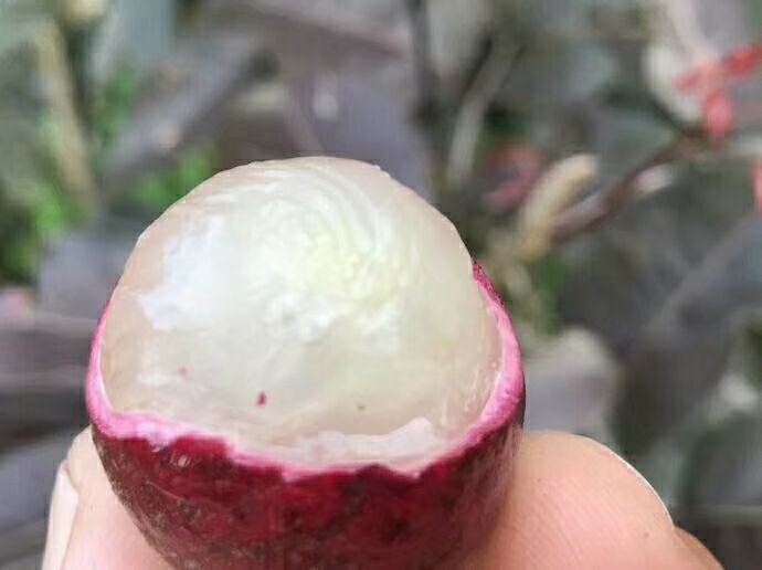 灵山县 红皮龙眼苗…正品嫁接苗，种植和管理投入有机复合肥料…