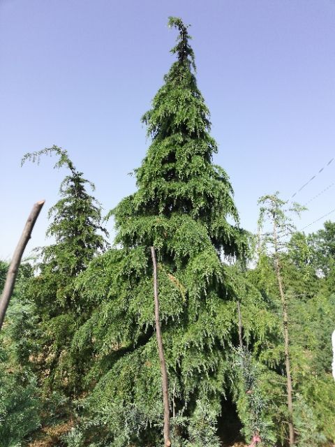 唐河县 二至六米精品雪松，量大从优
