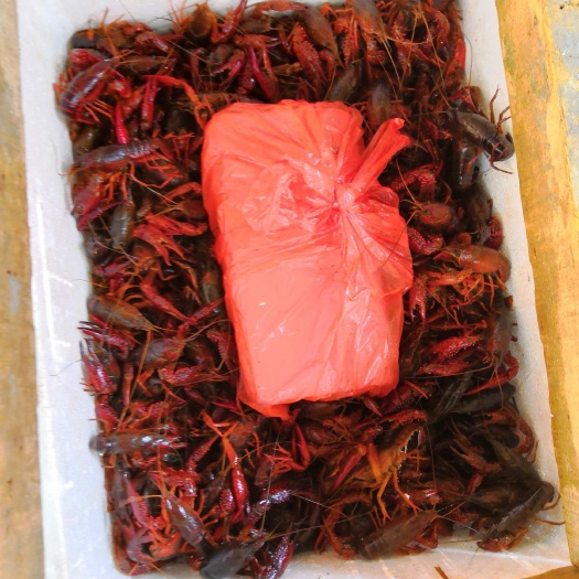 清水小龙虾 驻马店，漯河，阜阳，合肥，周口。专车送货上门