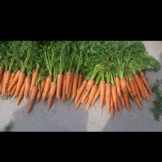 寿光市 精品保鲜胡萝卜