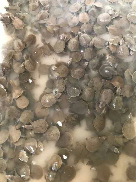 杭州甲鱼苗4-5克1.85元一只