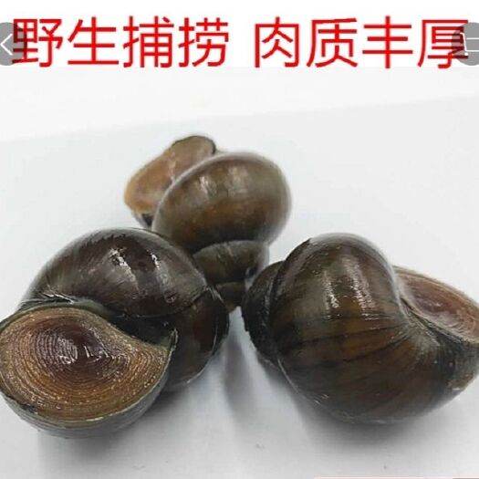 淮南 田螺鲜活新鲜泥螺中华大圆螺淡水螺