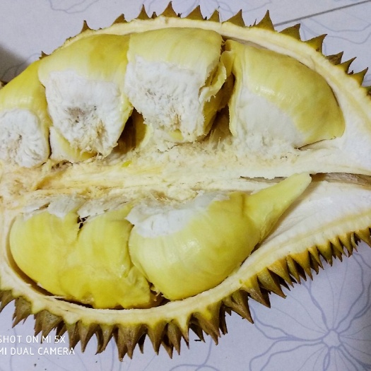 广州 泰国金枕一级榴莲，顺丰包邮！(客户体验，限量30箱)