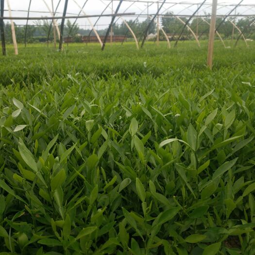 资阳香橙苗 移栽苗 0.5米以下