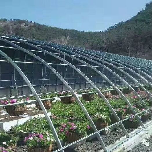 沭阳县 温室大棚，日光温室