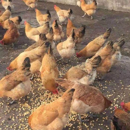 绵阳 淮南王母鸡苗