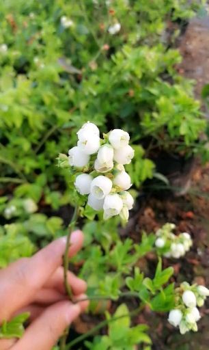 肥城市 薄雾蓝莓苗，组培蓝莓苗，薄雾蓝峰，绿宝石蓝莓苗