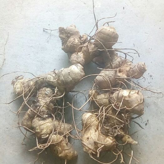 南漳县 黄精，姜型黄精，黄精