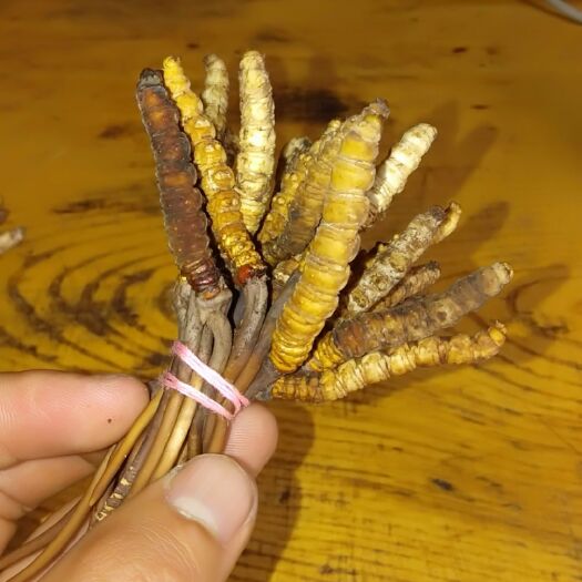 德钦县冬虫夏草