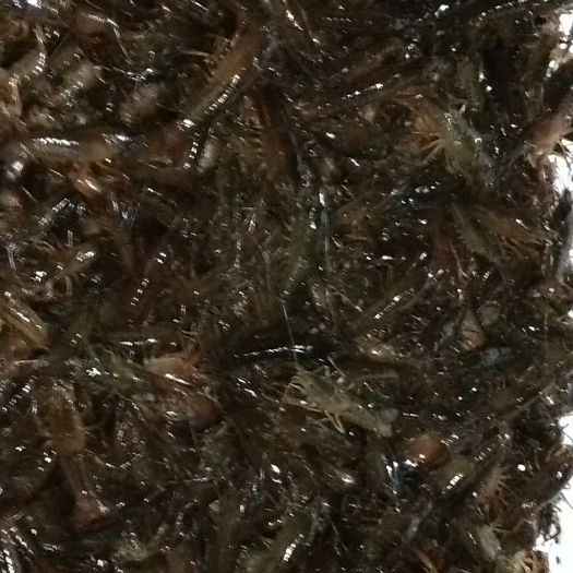 监利市 虾苗