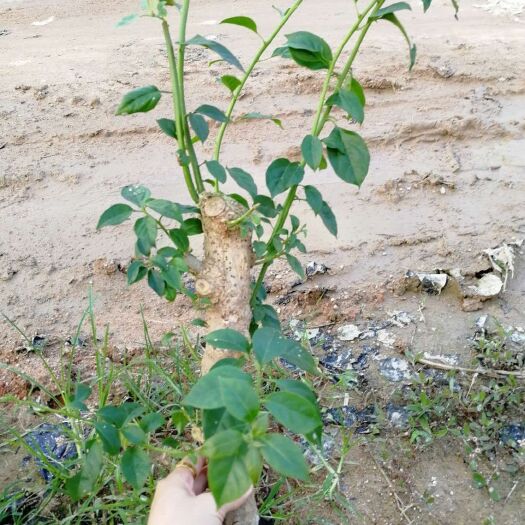 漳州 安格斯三角梅