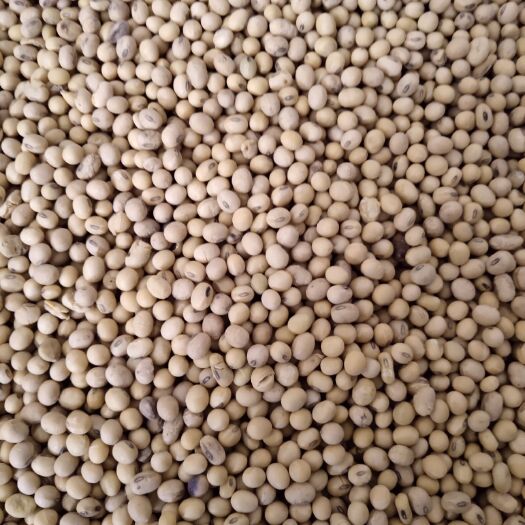 泗县荷豆19 生大豆 3等品 