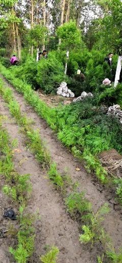 周至县 侧柏