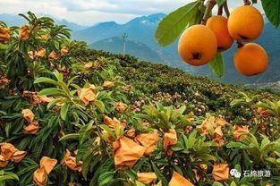 石棉县 石棉晚熟枇杷也上市需要的联系。
